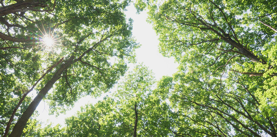 Eco-conscious automotive material solutions